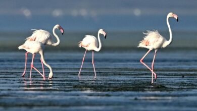 The flamingo phenomenon: Why photographers and birders flock to Pulicat lake