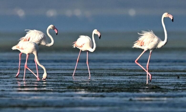 The flamingo phenomenon: Why photographers and birders flock to Pulicat lake