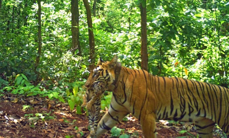 Tigress Zeenat gives birth to four cubs in Similipal