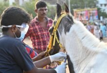 Nearly 200 samples from joyride horses in Chennai sent to Haryana to test for glanders