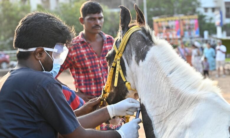 Nearly 200 samples from joyride horses in Chennai sent to Haryana to test for glanders