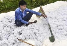 Government exempts import duty on cotton till October 30