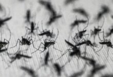Brazil suspends dengue vaccine following two deaths